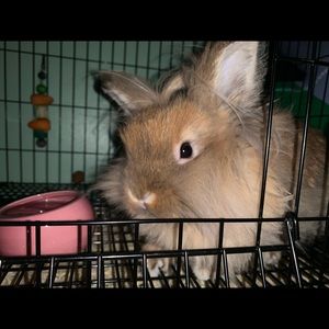 Meet your Posher, Grace